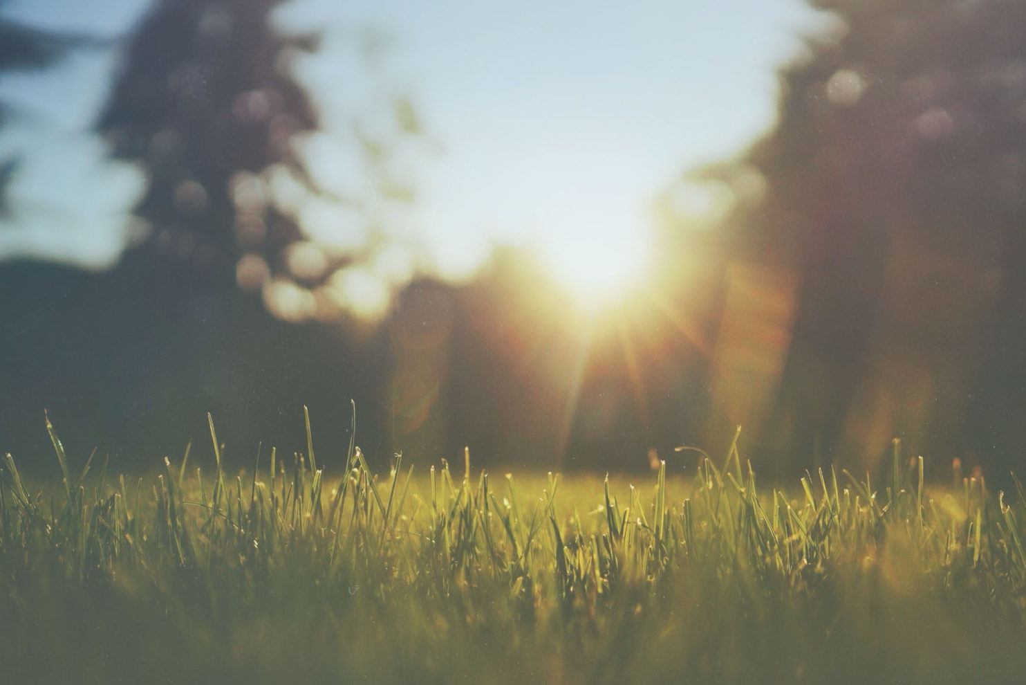 landscape drainage - green grass sunlight