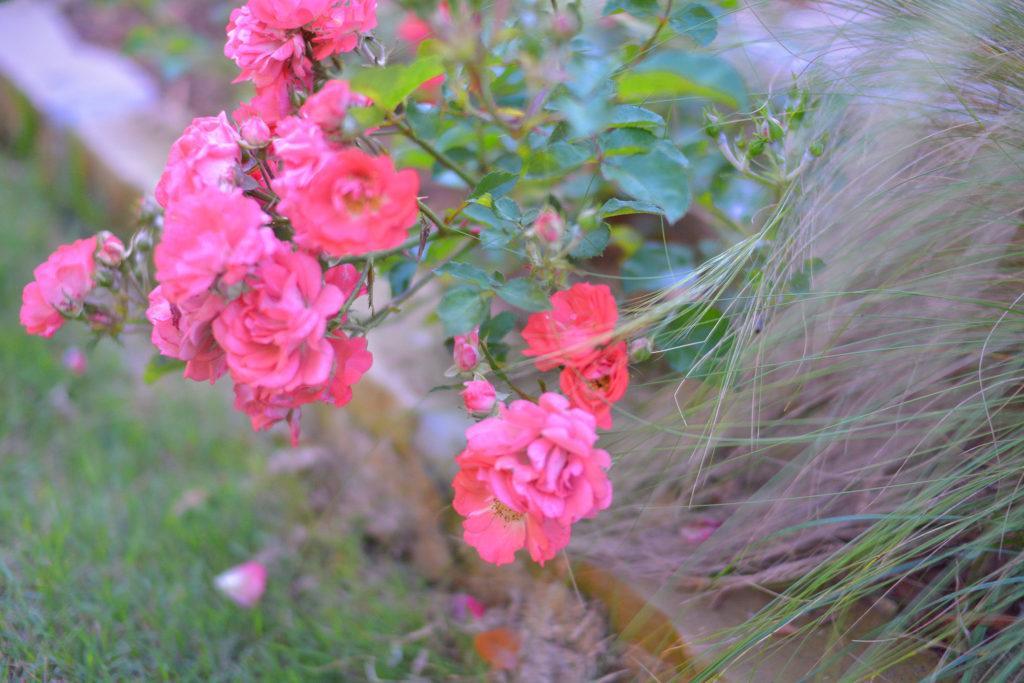 landscape drains - flowerbed with pink flowers