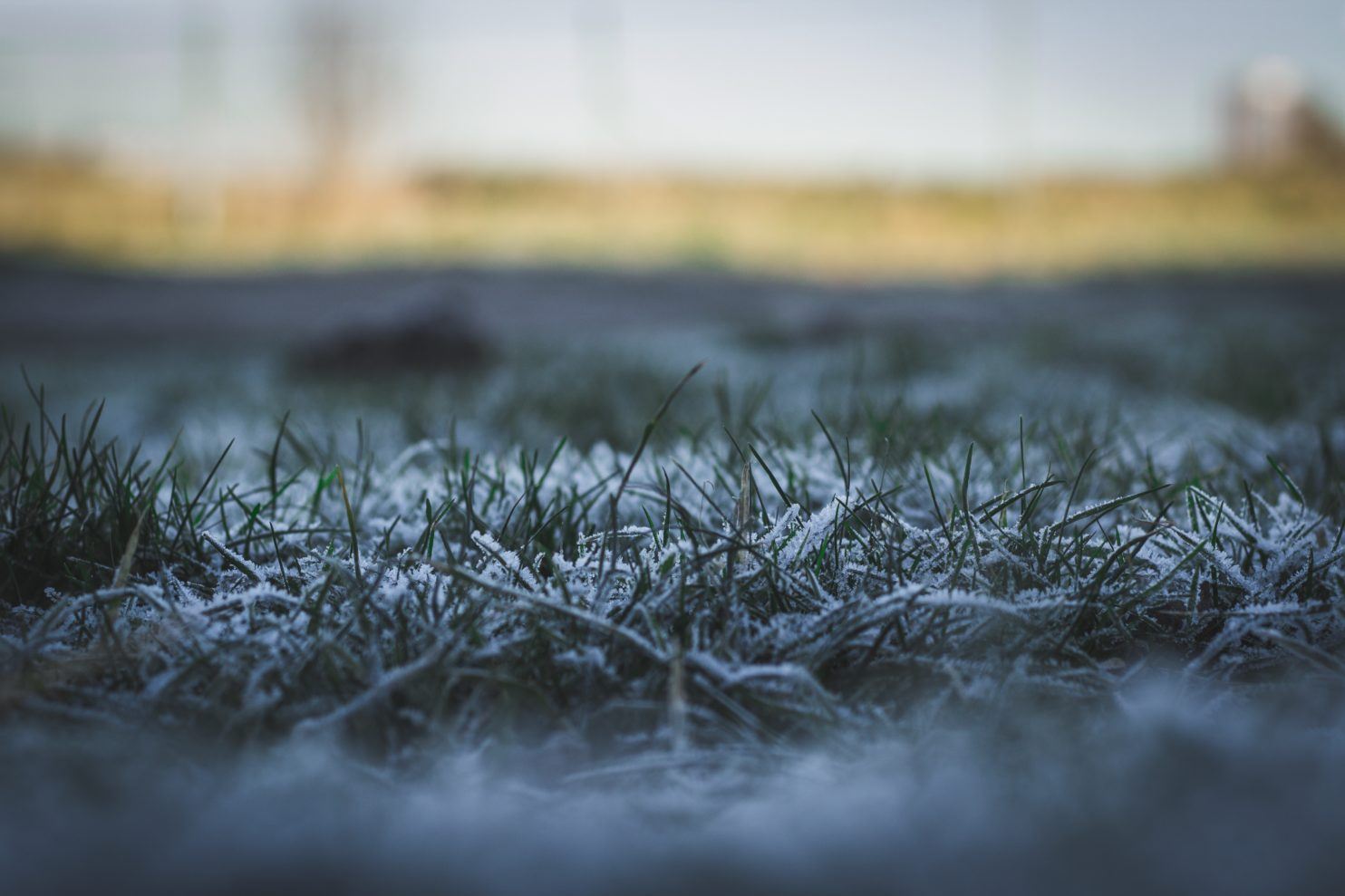 Outdoor Living - Frosty Grass