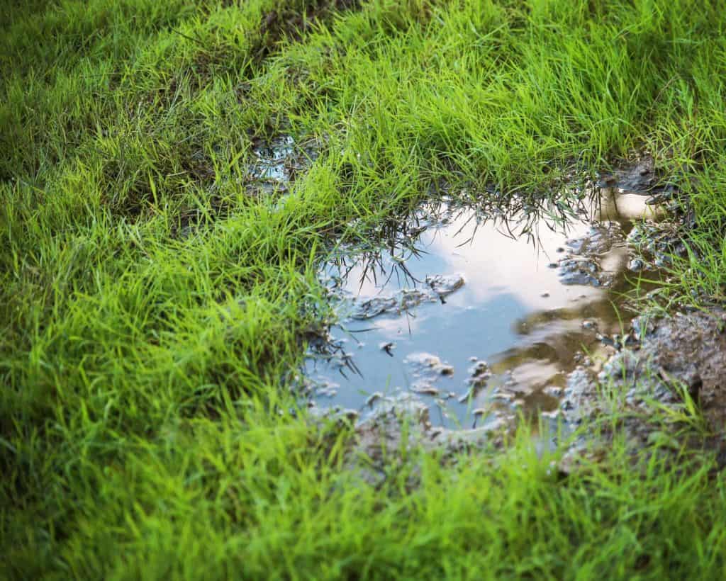 landscape drains - pooling water on lawn