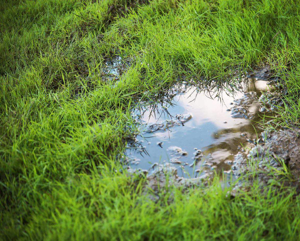 drainage - pooling water on lawn