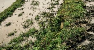 how to fix landscape drainage issues, How to Fix Landscape Drainage Issues