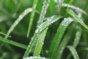 sprinkler system - blades of grass with water drops