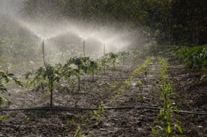 sprinkler system - garden with above-ground sprinklers and soaker hoses