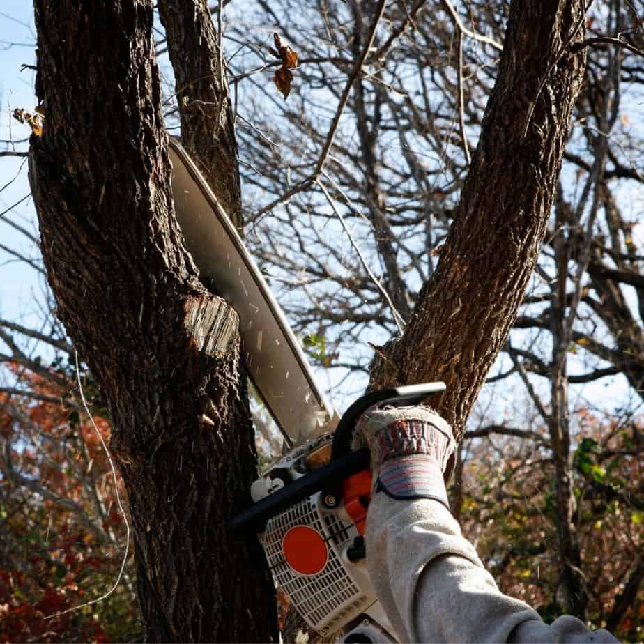 winter home maintenance - person trimming tree branches with chain saw