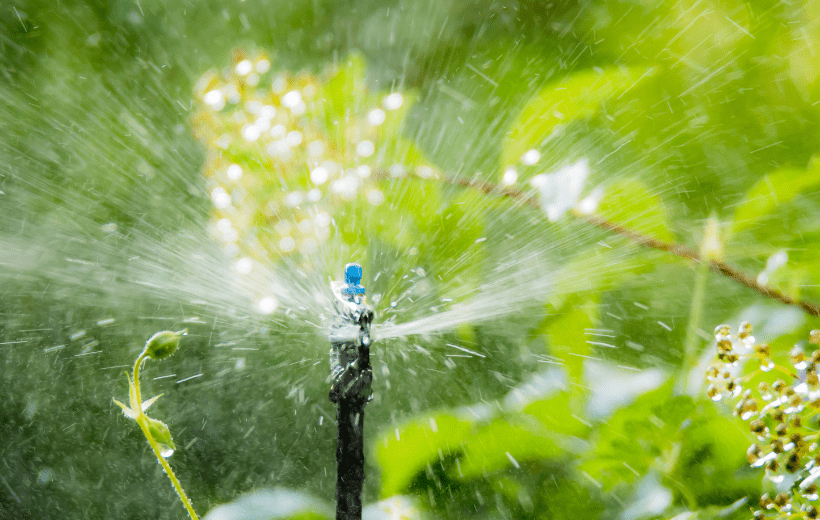 Should You Get a Sprinkler System?