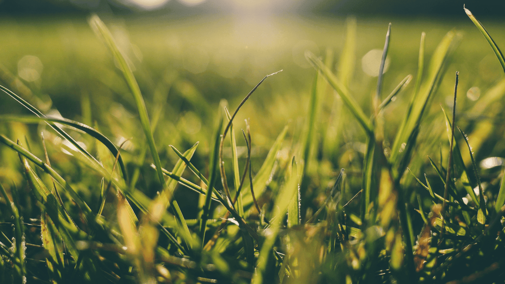 Green Grass