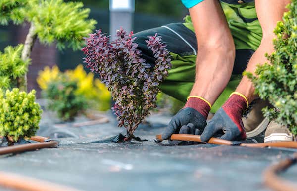 drip irrigation installation